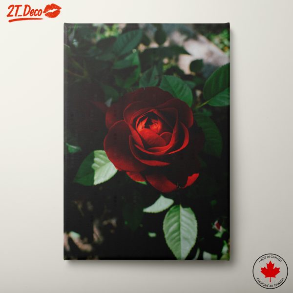 Stunning Red Rose Wall Art