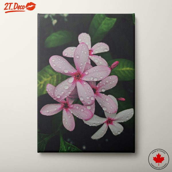 Pink Flowers with Water Droplets