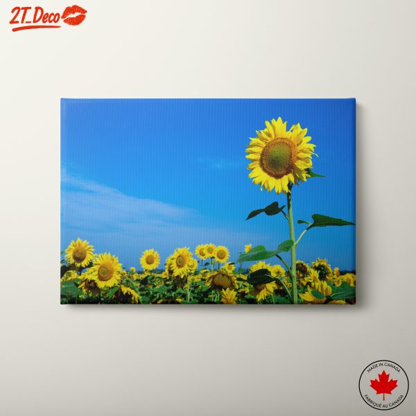 Vibrant Sunflower Field Under Clear Blue Sky