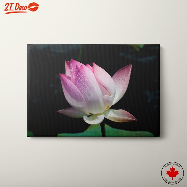 Stunning Pink Lotus Flower Artwork