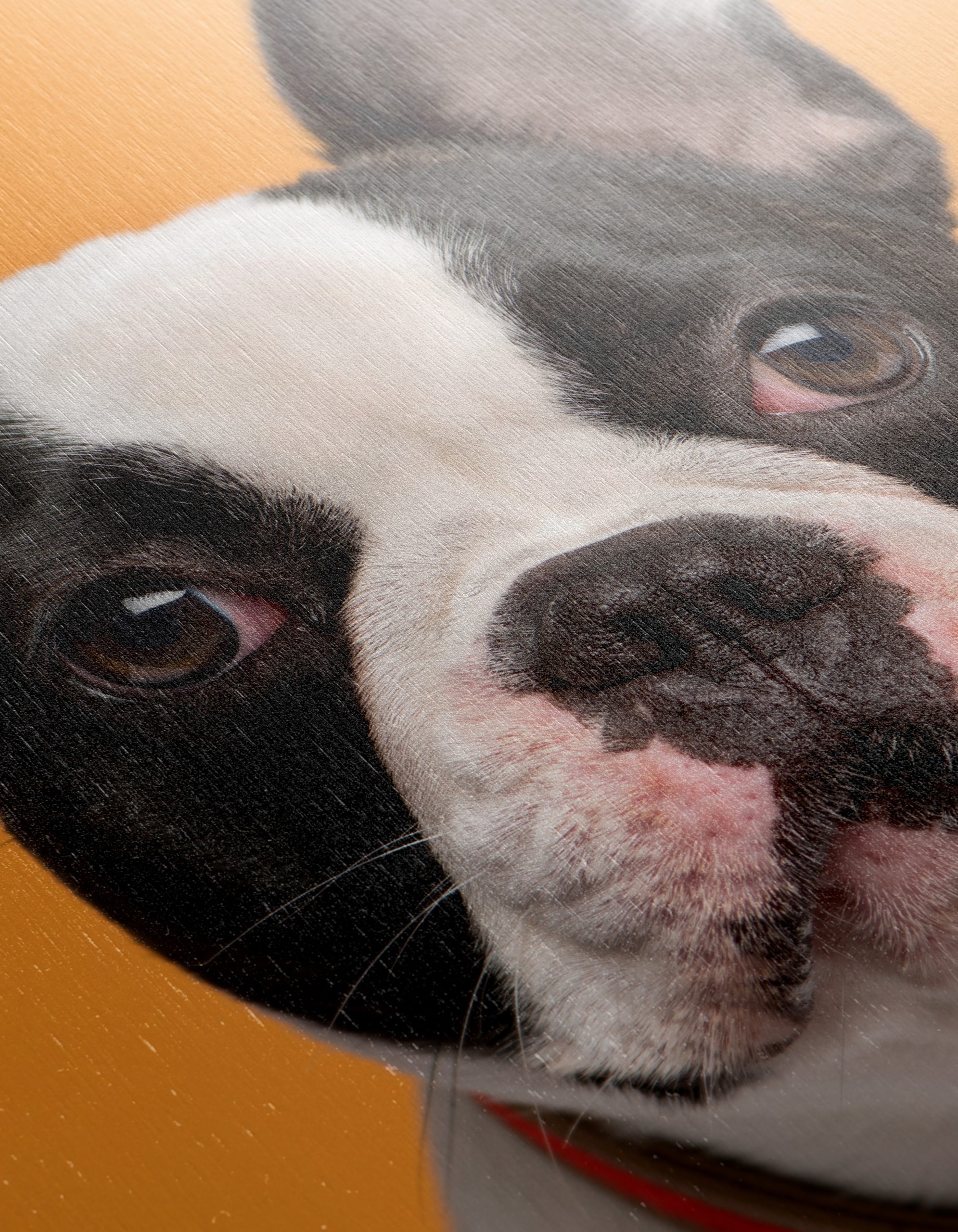 Stylish French Bulldog Portrait - Image 12