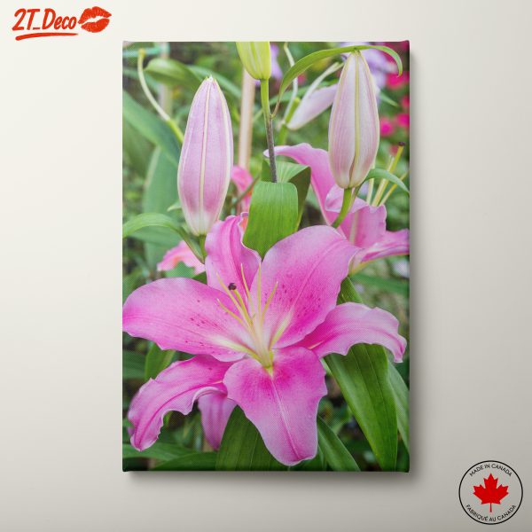 Pink Lily in Bloom