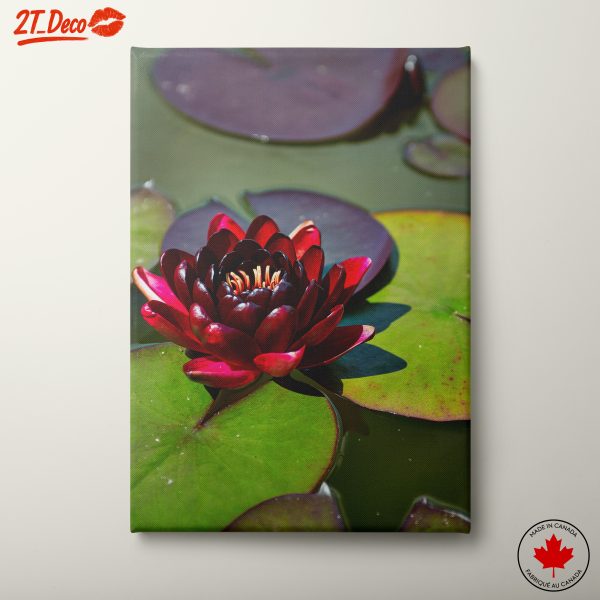 Vibrant Water Lily in Tranquil Waters