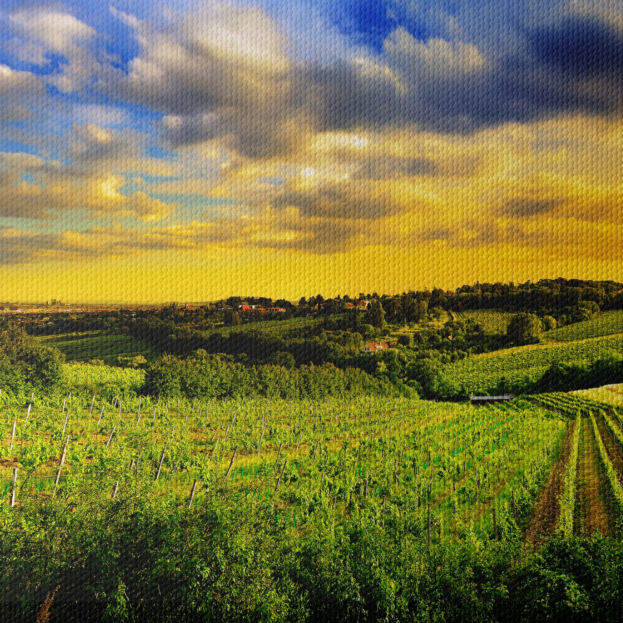 Vibrant Vineyard Landscape at Sunset - Image 4