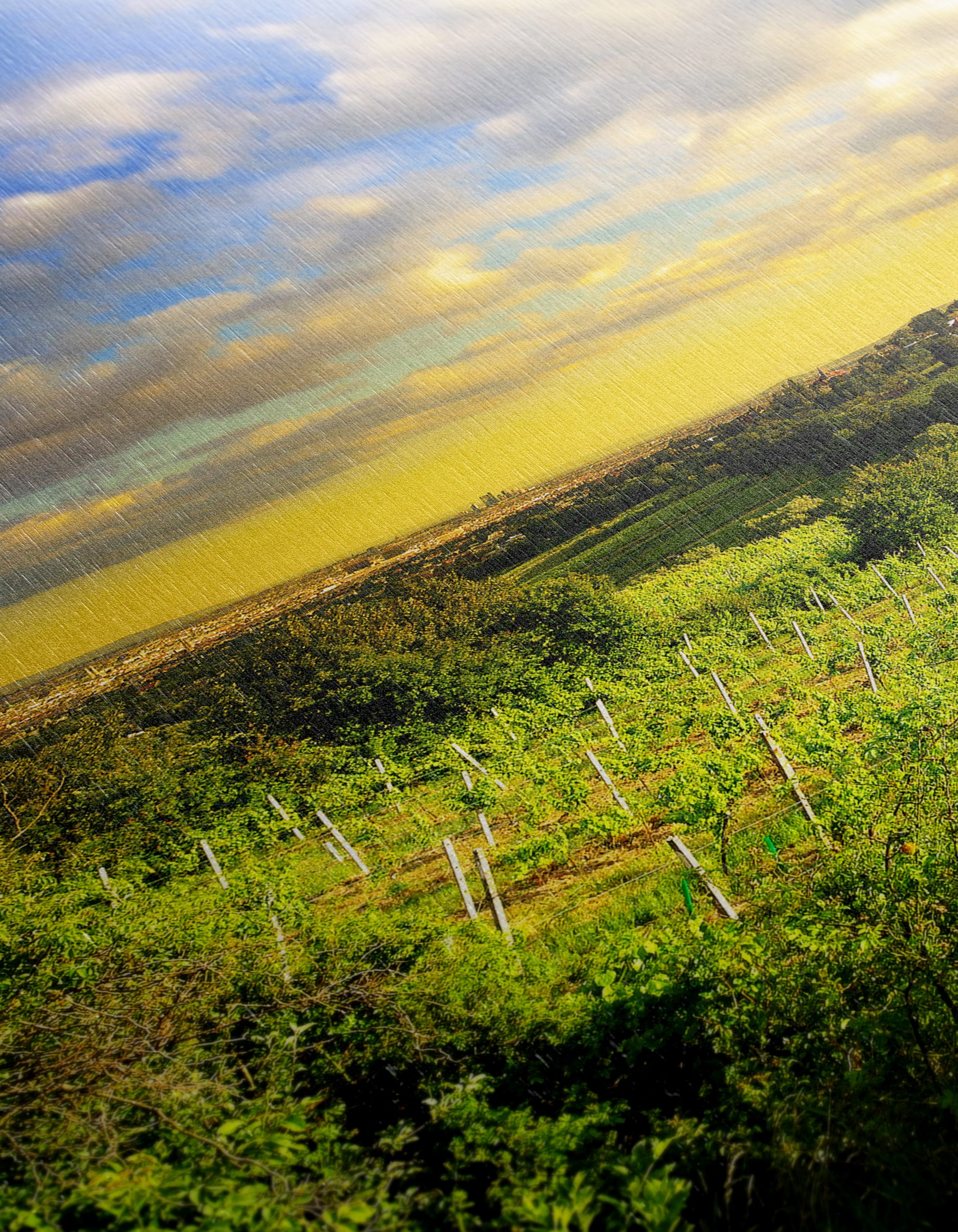 Vibrant Vineyard Landscape at Sunset - Image 12