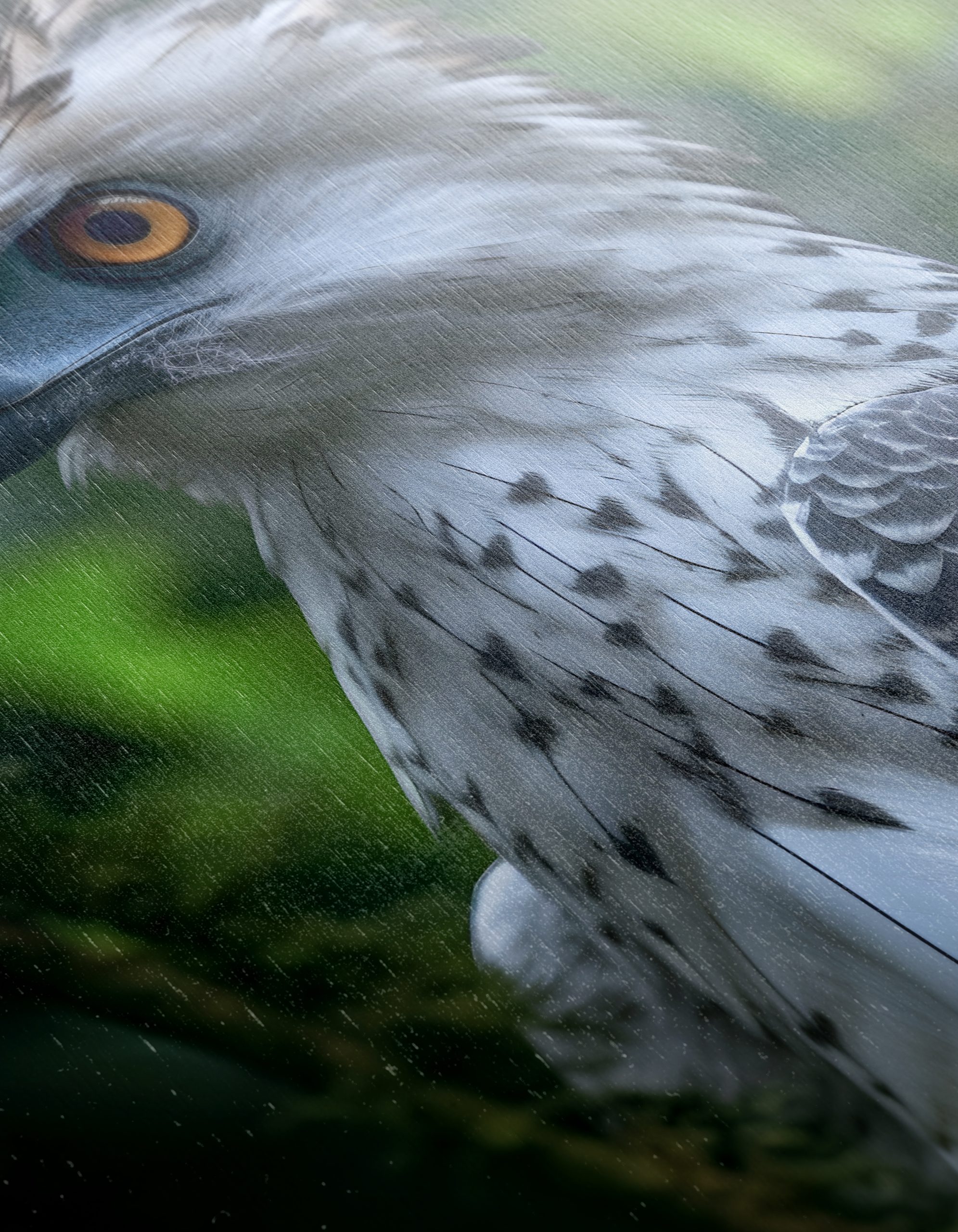 Majestic Eagle Wall Art 7 - Image 12