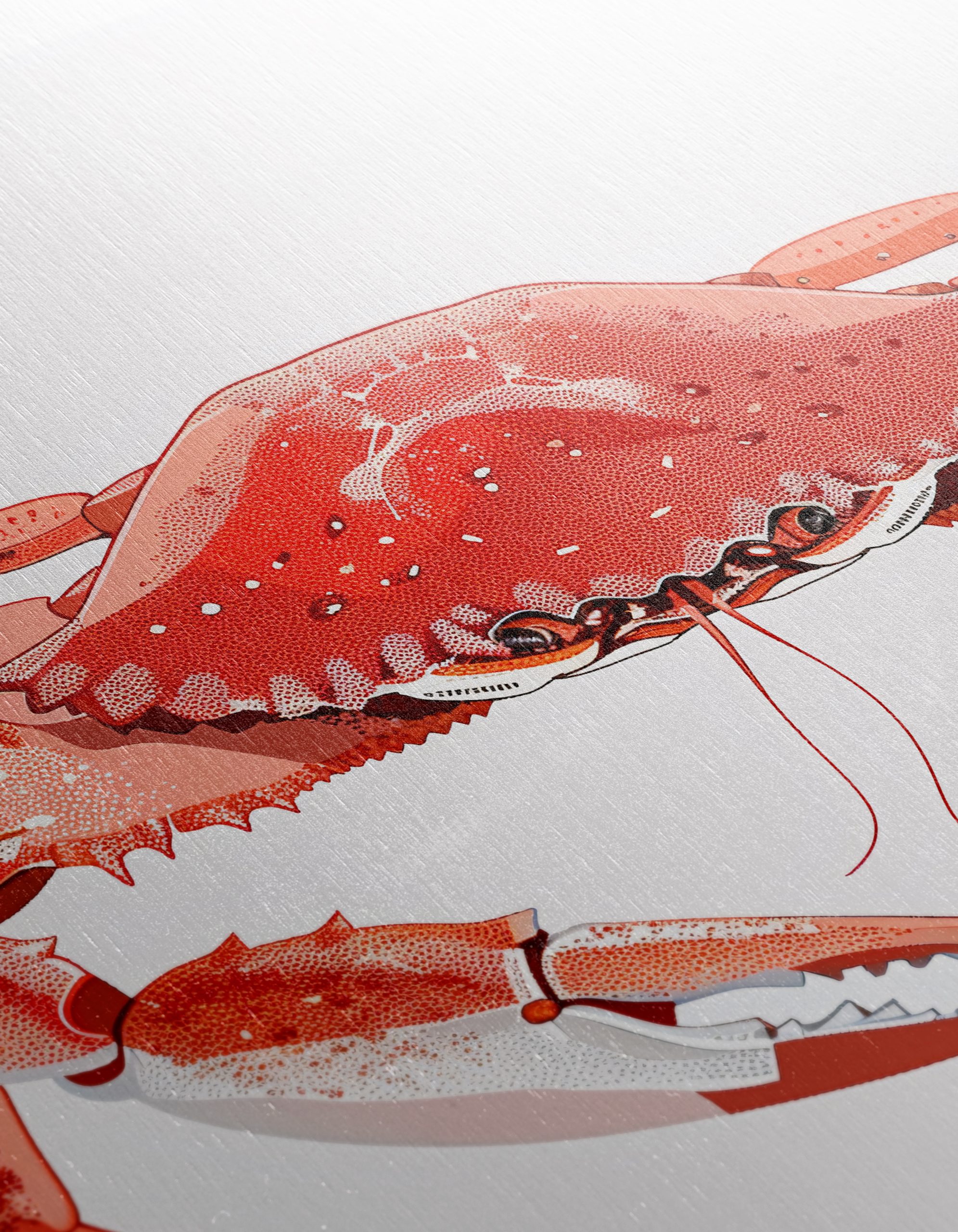 Detailed Crab Illustration - Image 12