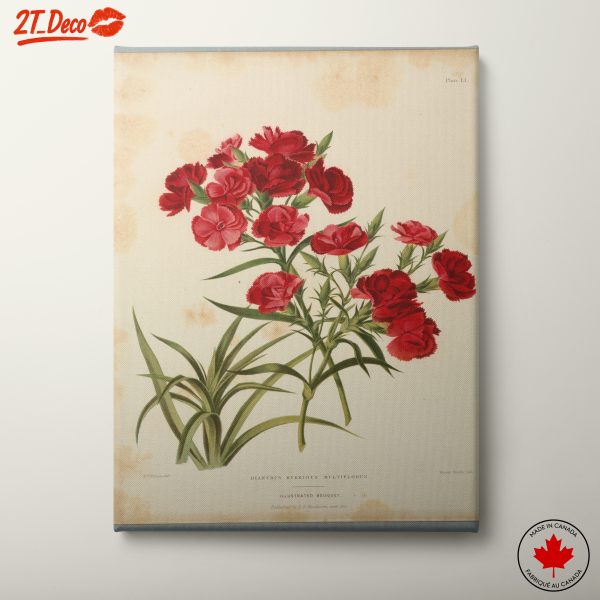 Red Dianthus Floral Illustration