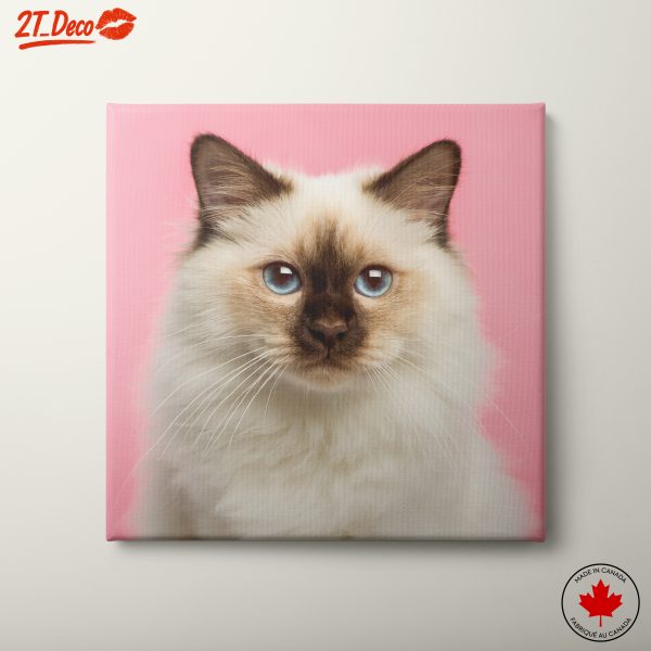 Adorable Cat Portrait on Pink Background