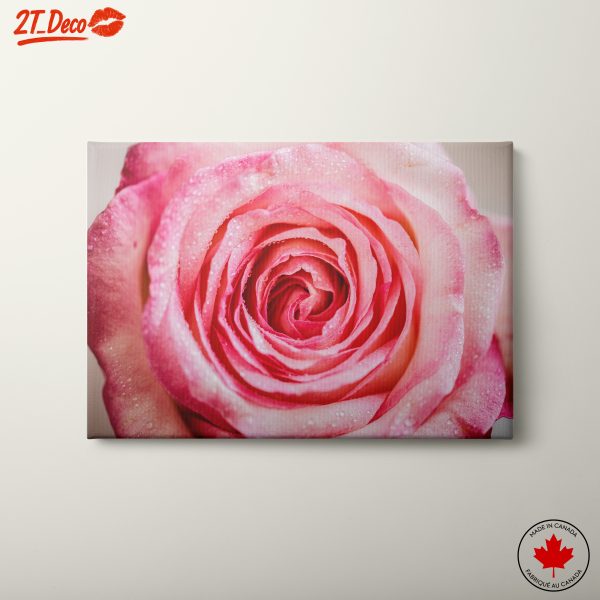 Close-Up of a Pink Rose