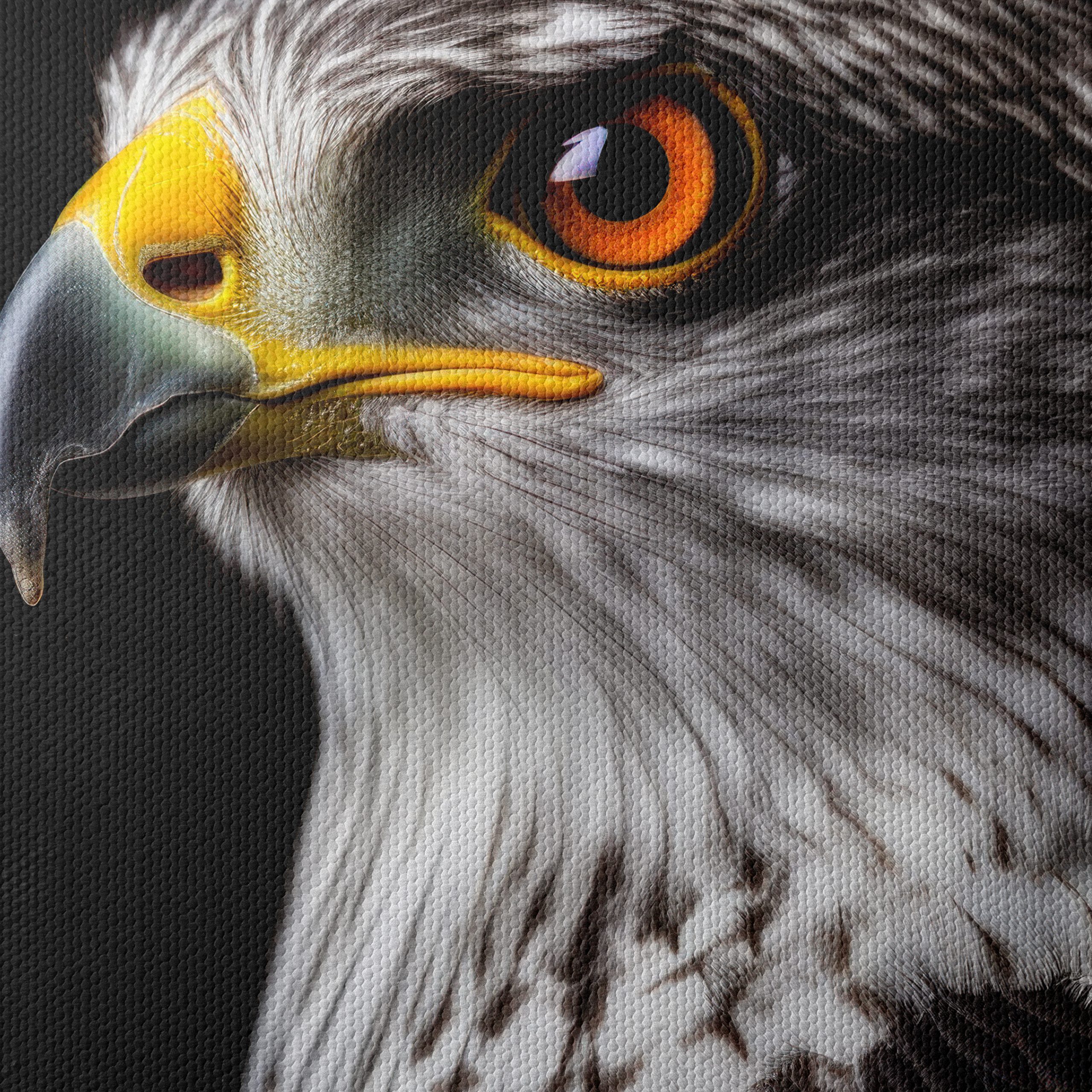 Majestic Eagle Portrait on Black - Image 4
