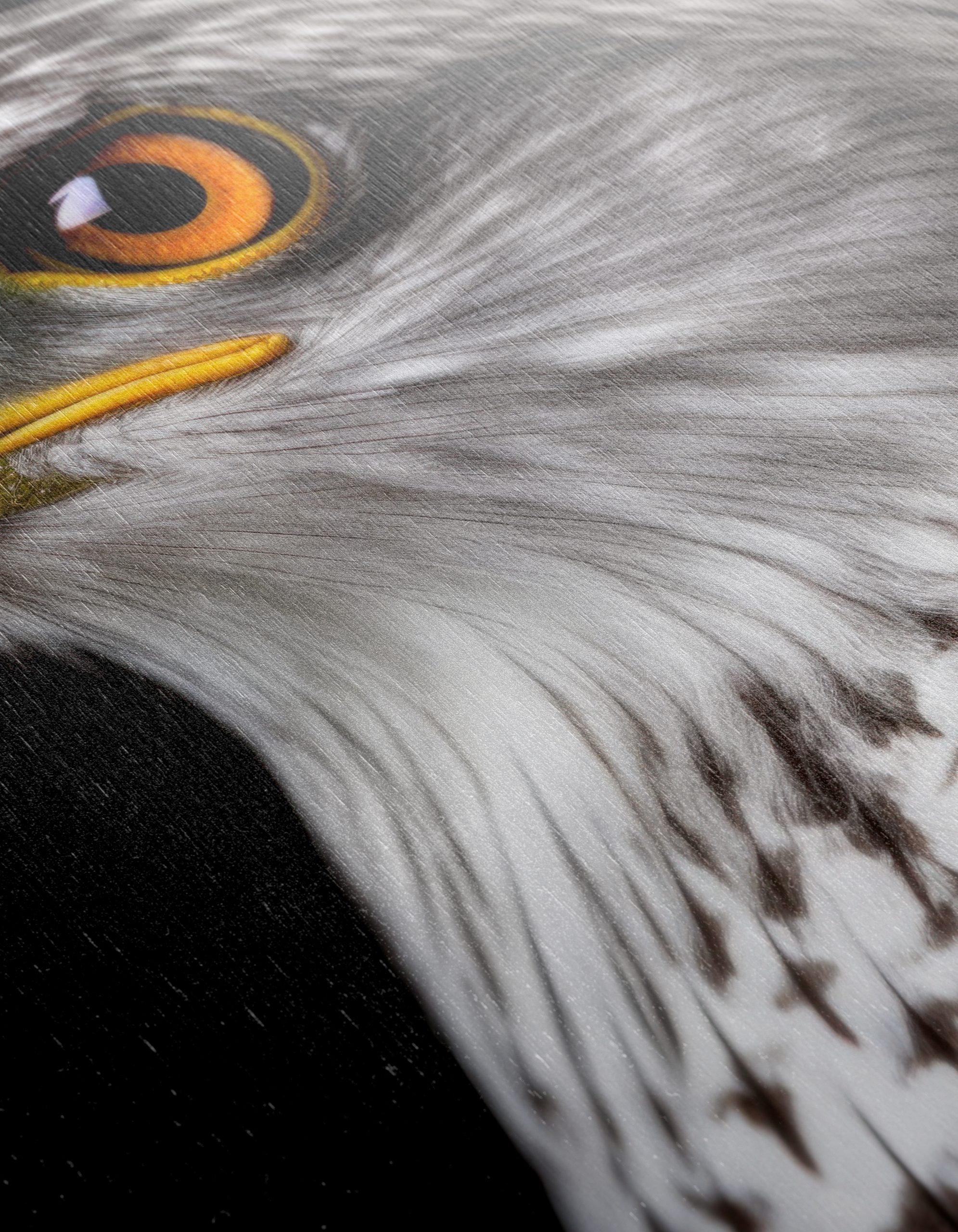 Majestic Eagle Portrait on Black - Image 12