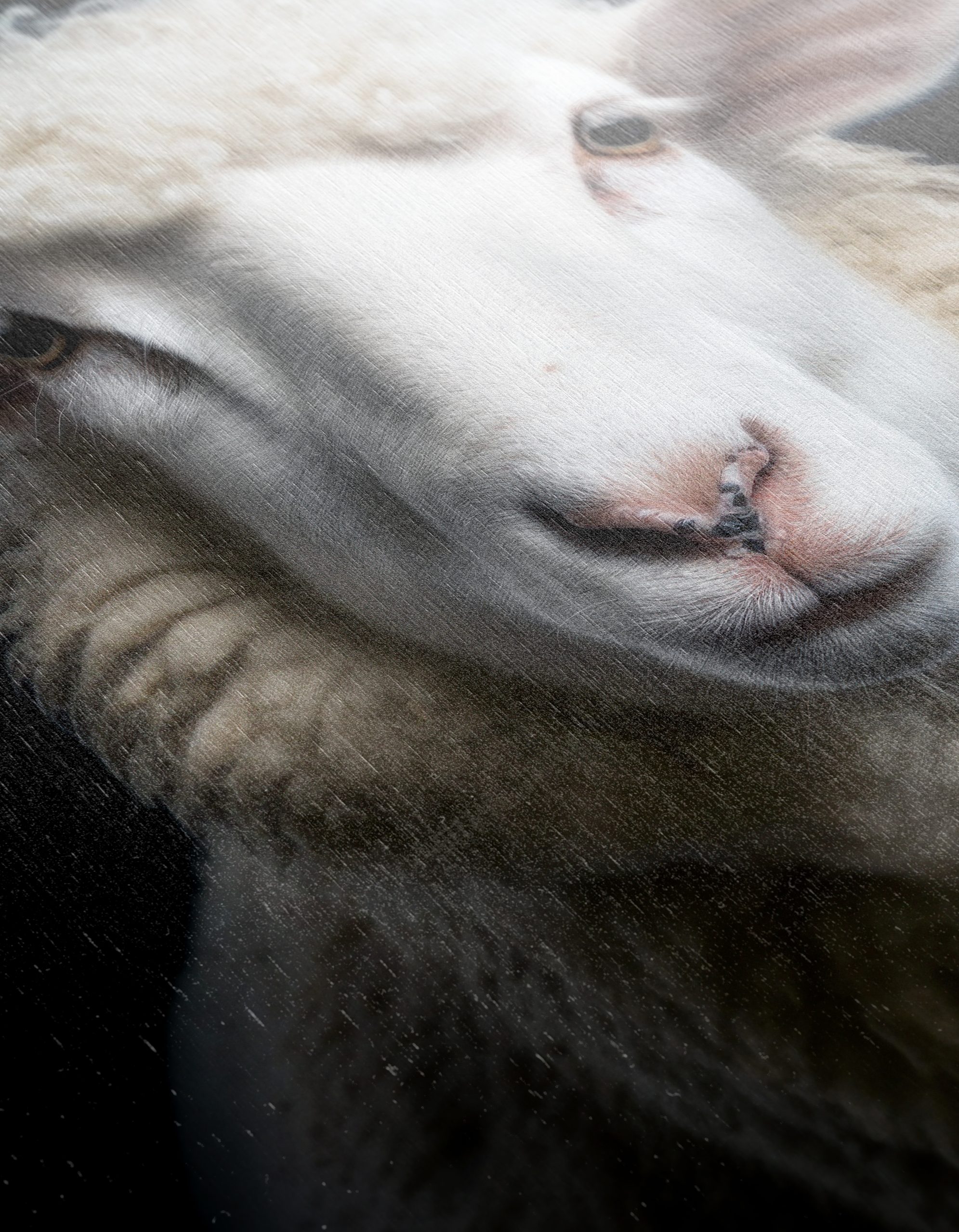 Realistic Portrait of a Sheep - Image 12