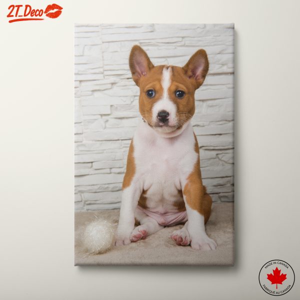 Cute Basenji Puppy Portrait