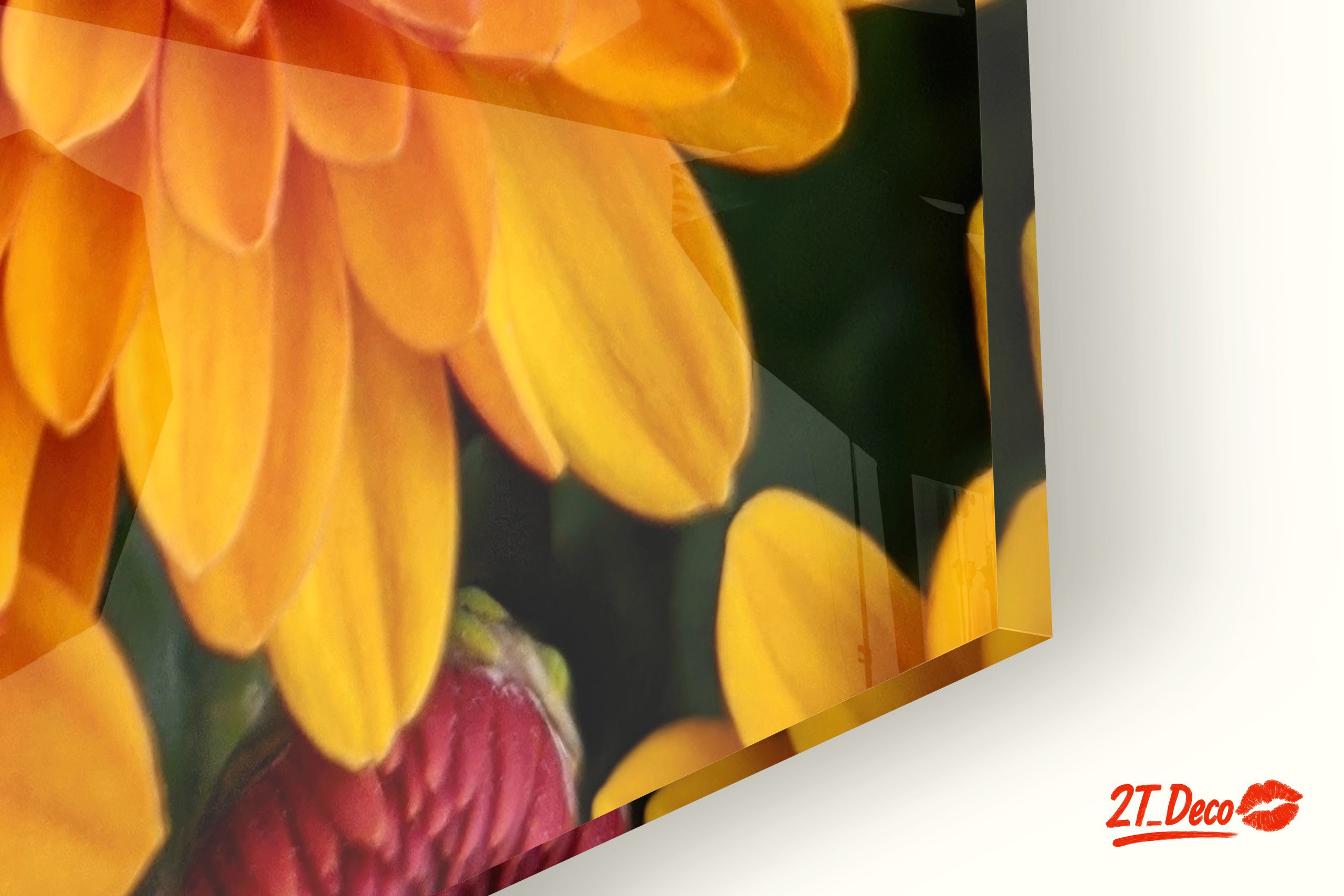 Vibrant Chrysanthemum Flowers in Bloom - Image 9