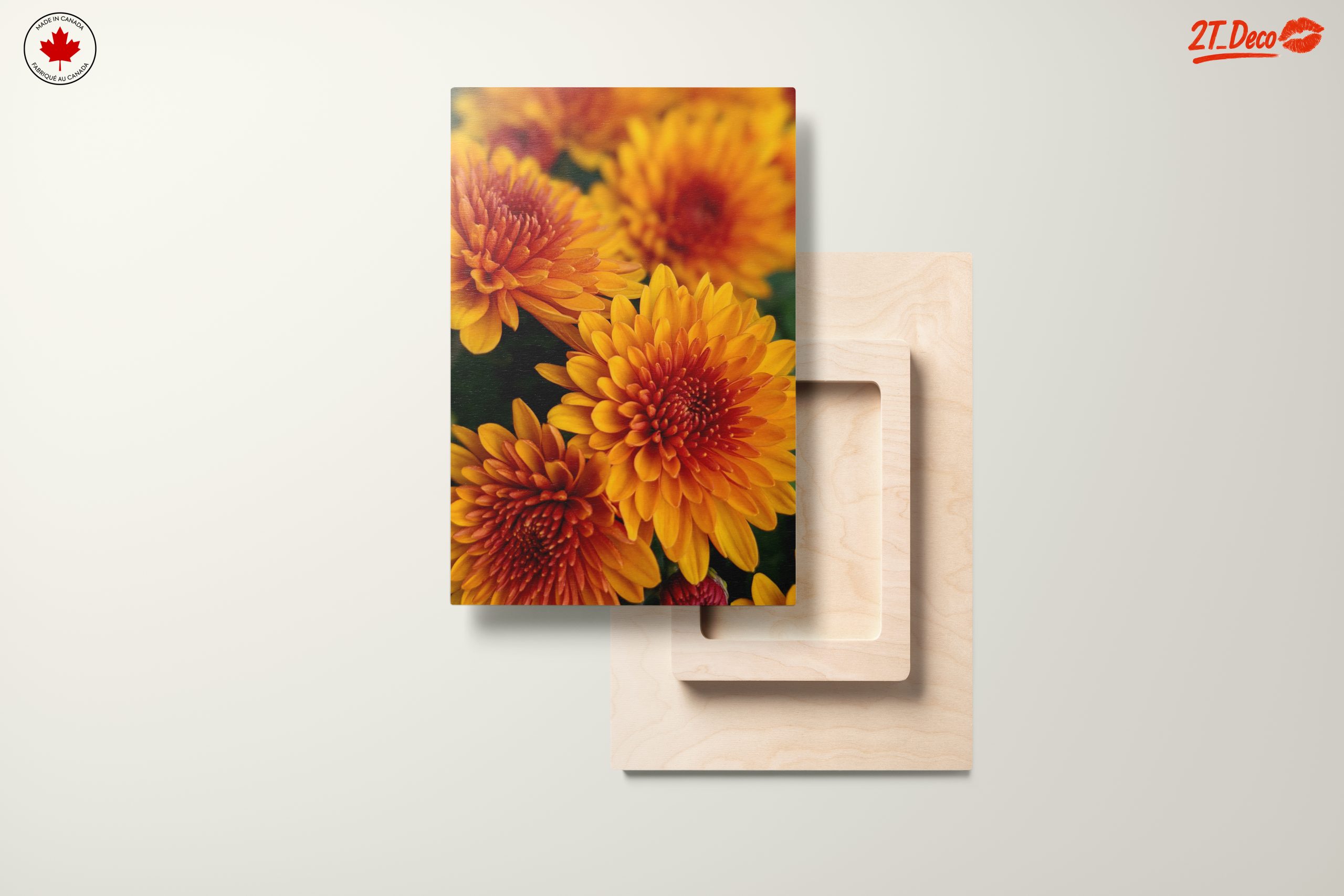 Vibrant Chrysanthemum Flowers in Bloom - Image 11