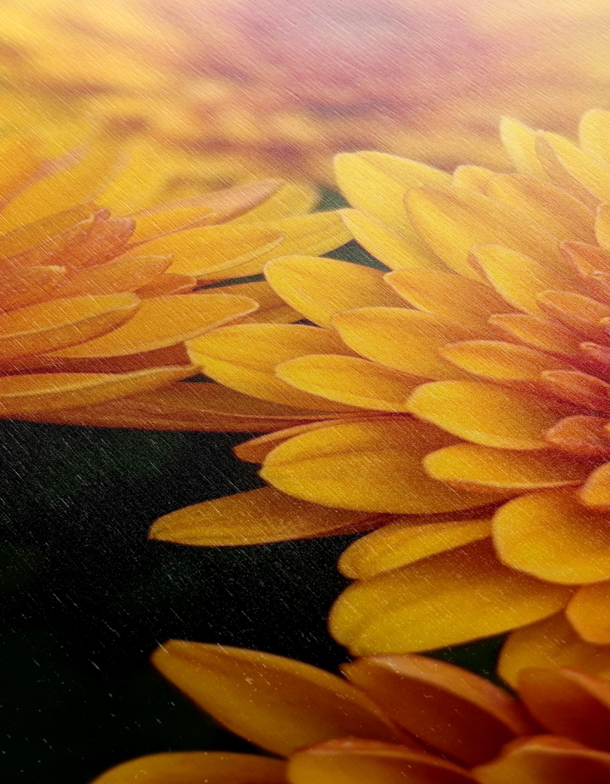 Vibrant Chrysanthemum Flowers in Bloom - Image 12