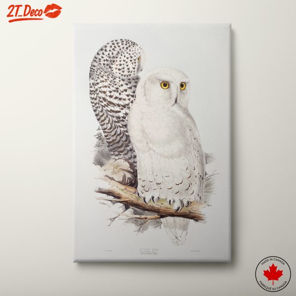 Stunning Owl Illustration for Nature Lovers