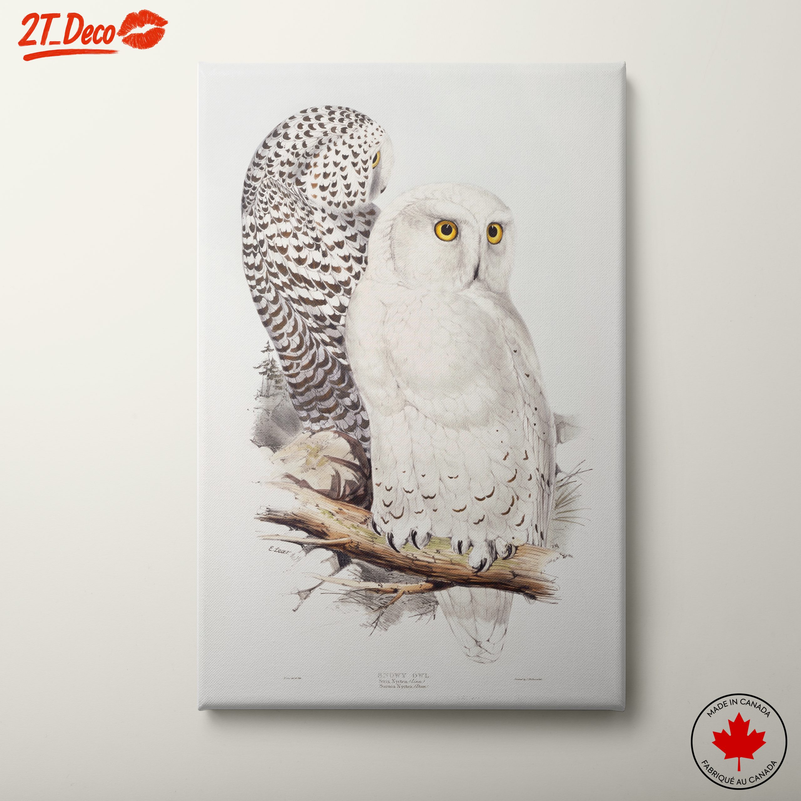 Stunning Owl Illustration for Nature Lovers