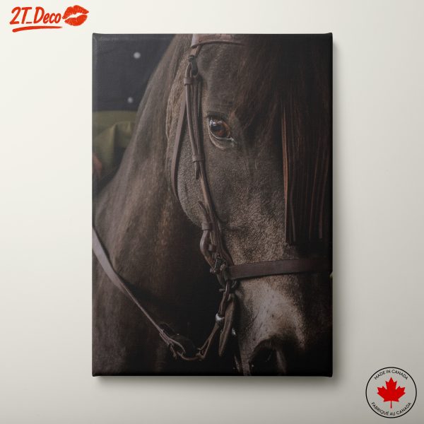 Close-Up Horse Portrait