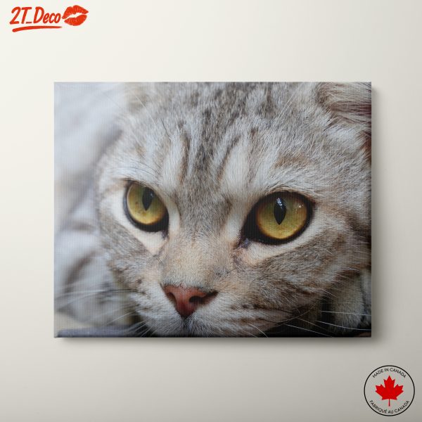Close-Up Cat with Stunning Eyes