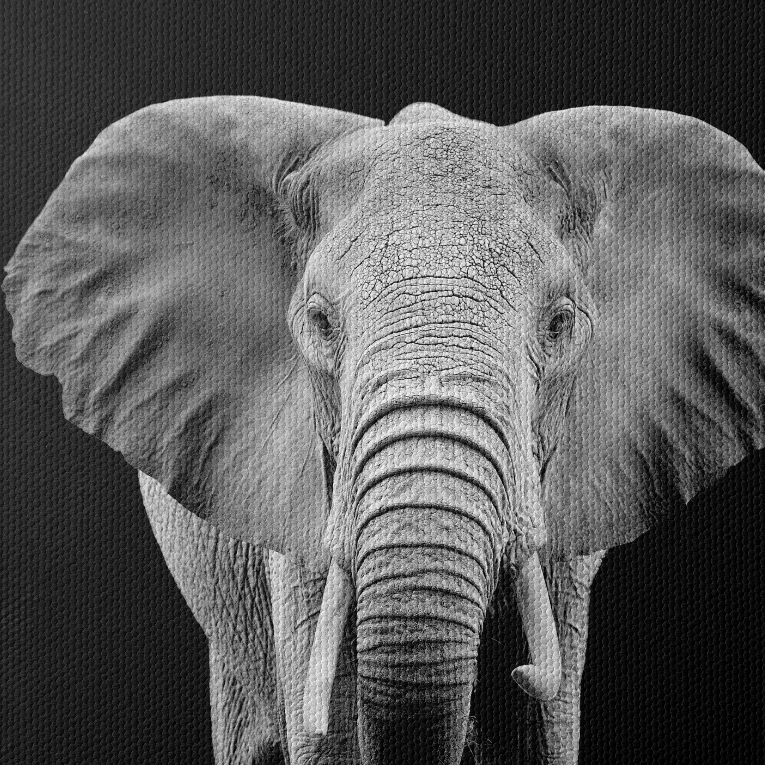 Majestic Black and White Elephant - Image 4