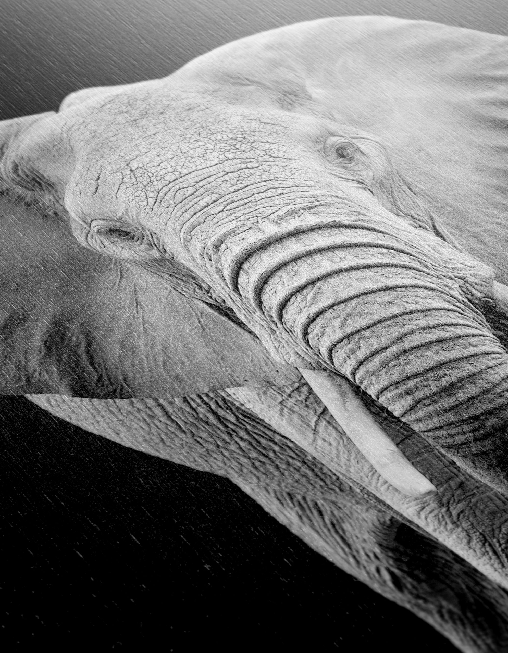 Majestic Black and White Elephant - Image 12