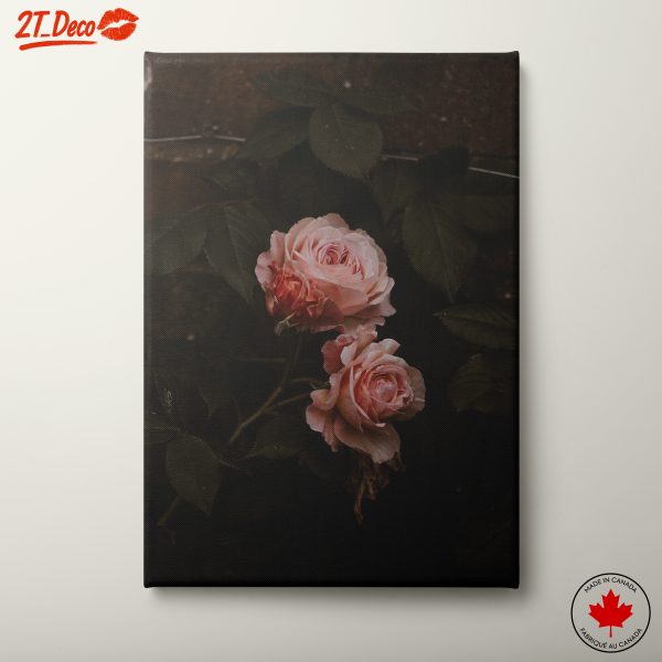 Beautiful Pink Roses Against Dark Backdrop