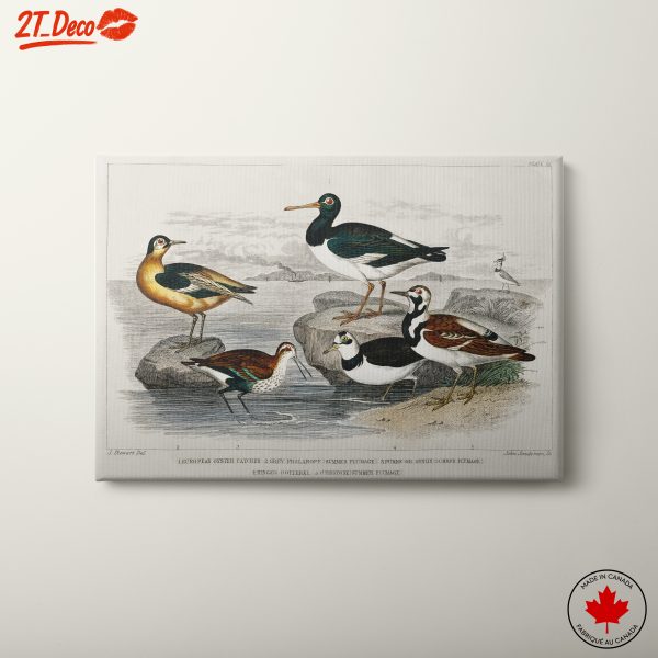 Vintage Bird Illustration Art