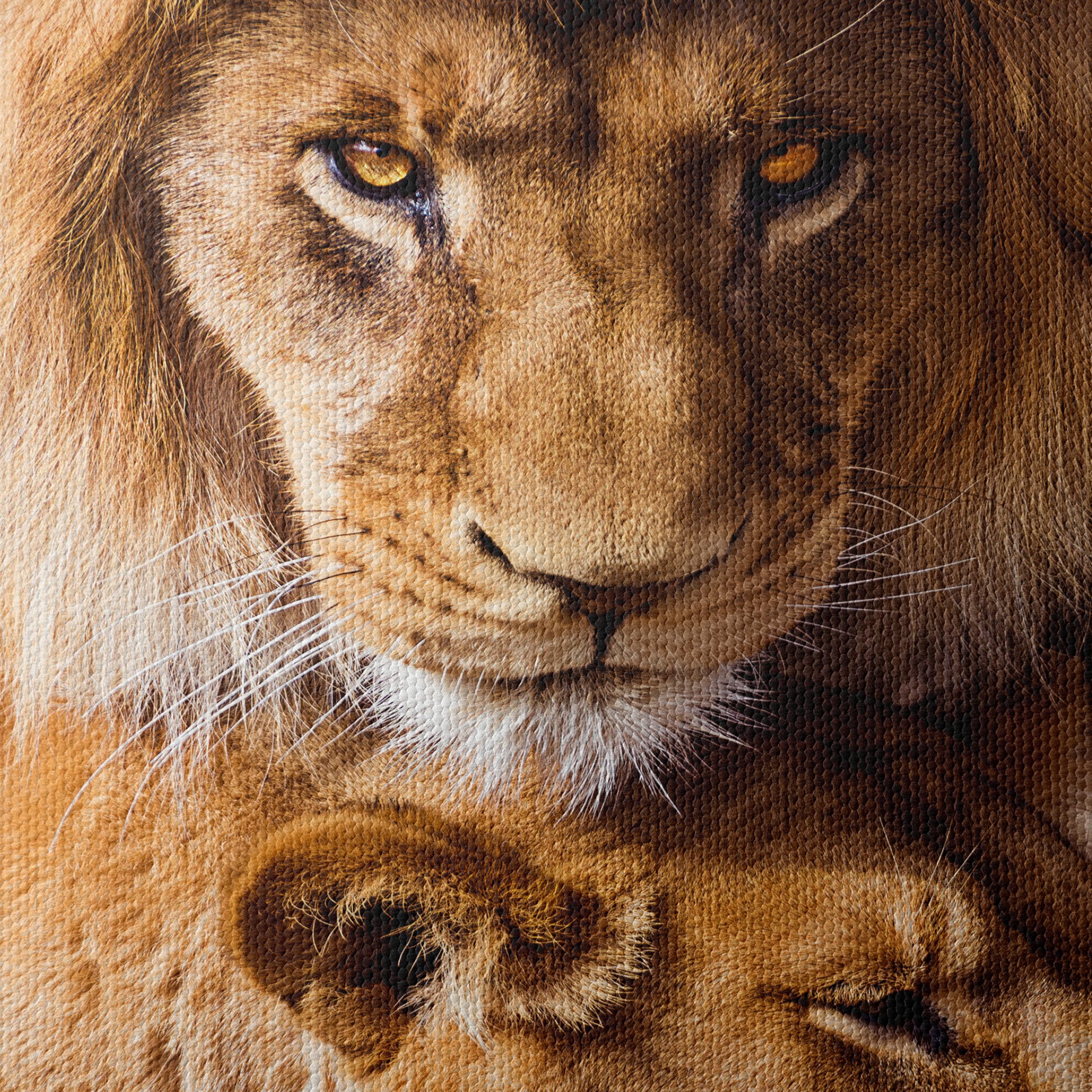 Majestic Lions in the Wild - Image 4