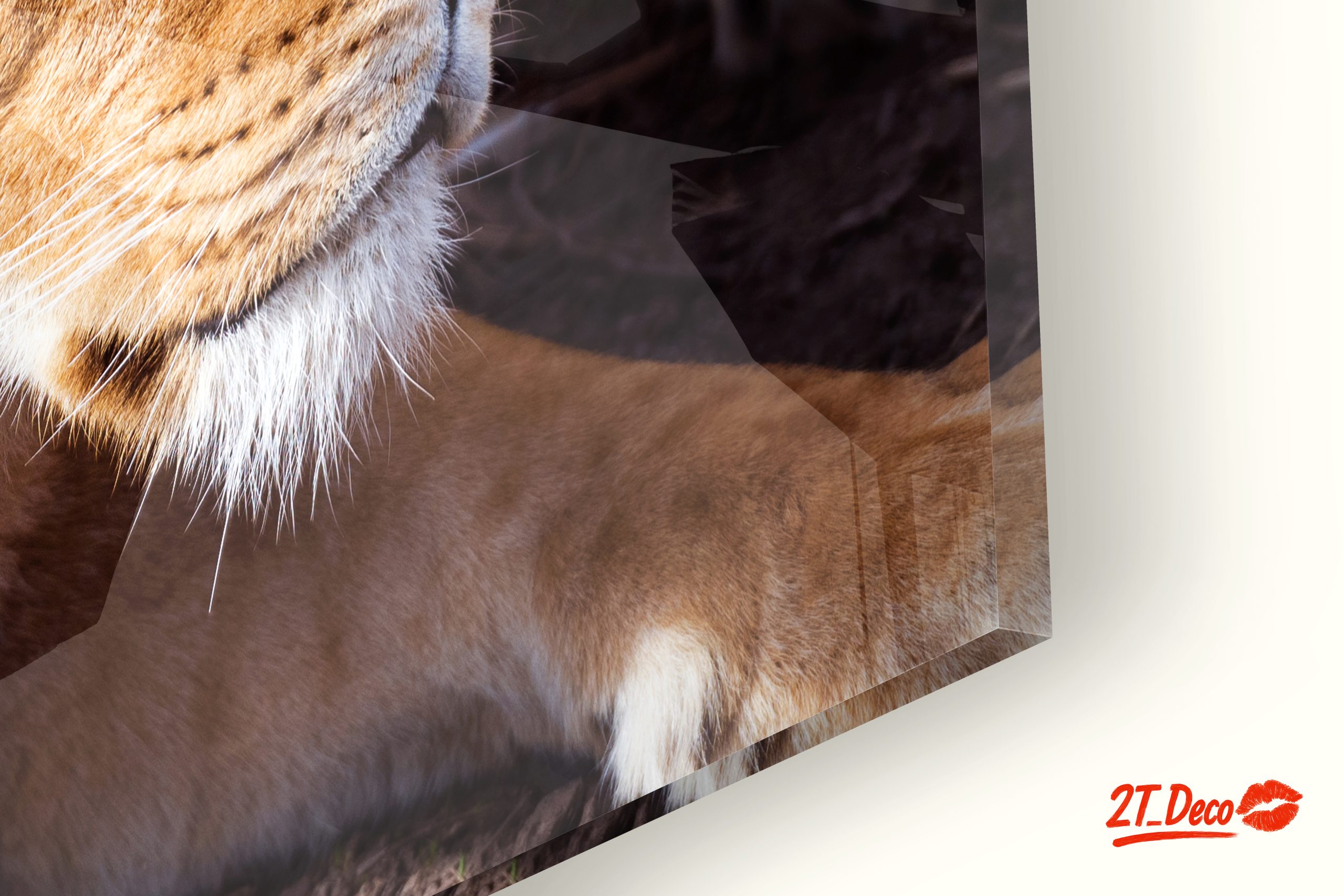 Majestic Lions in the Wild - Image 9