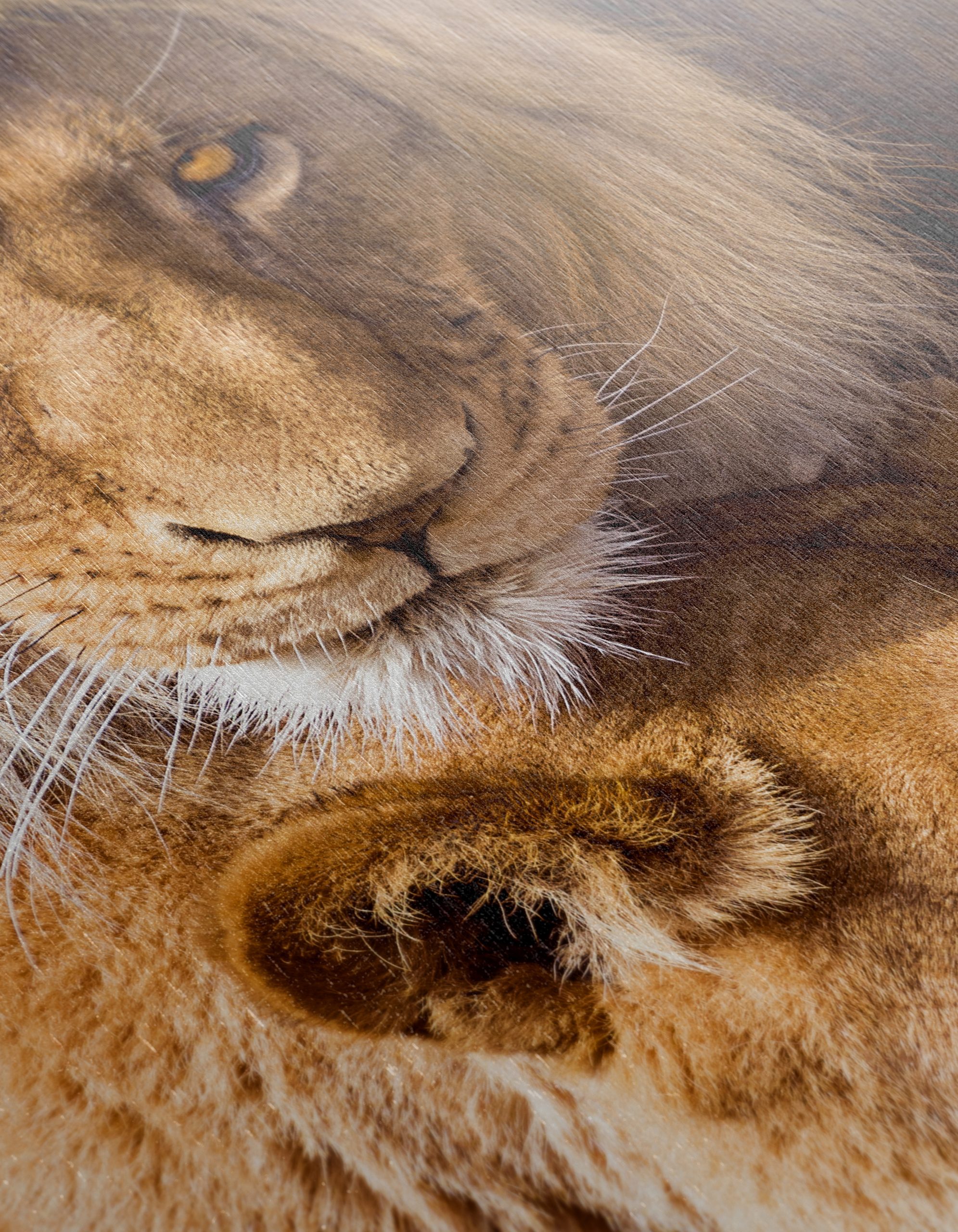 Majestic Lions in the Wild - Image 12