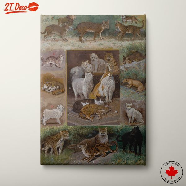 Collage of Wild and Domestic Cats