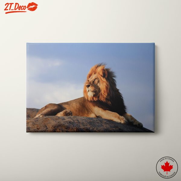 Majestic Lion Resting On Rocks