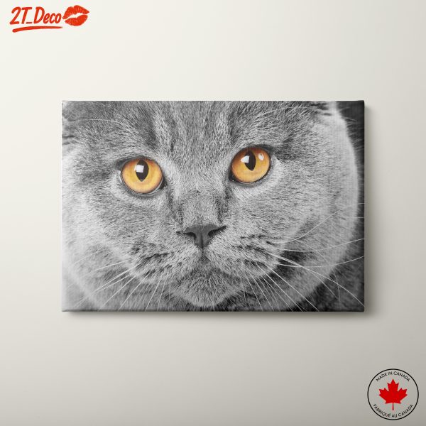 Gray Cat with Vibrant Eyes