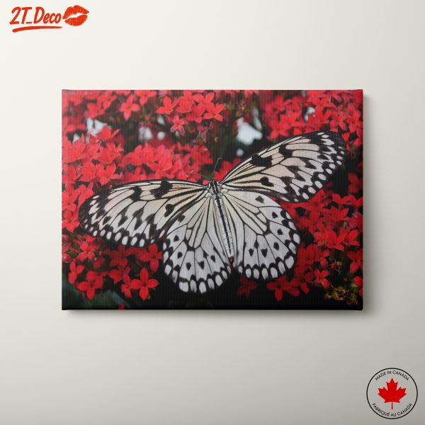 Stunning Butterfly on Vibrant Red Flowers