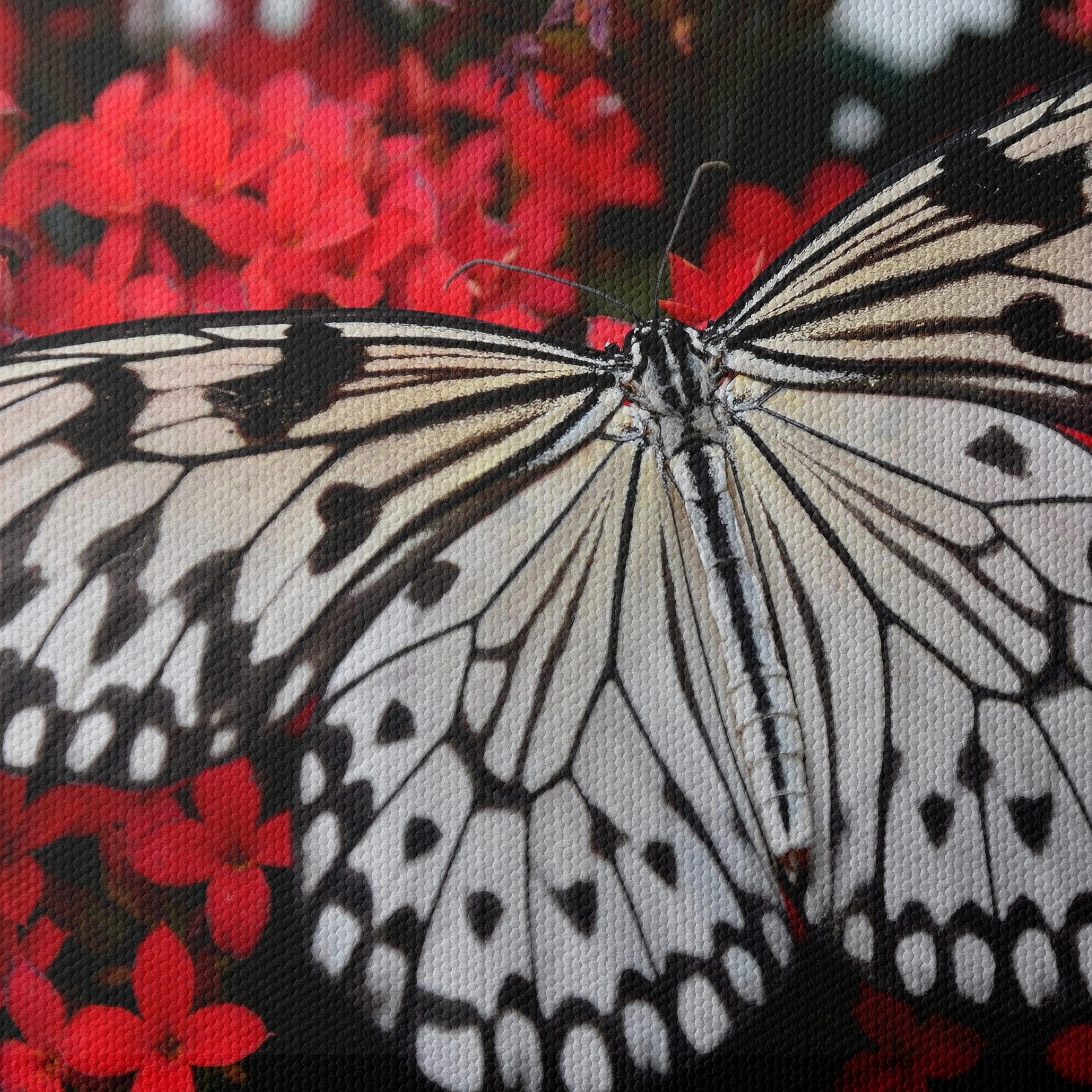 Stunning Butterfly on Vibrant Red Flowers - Image 4