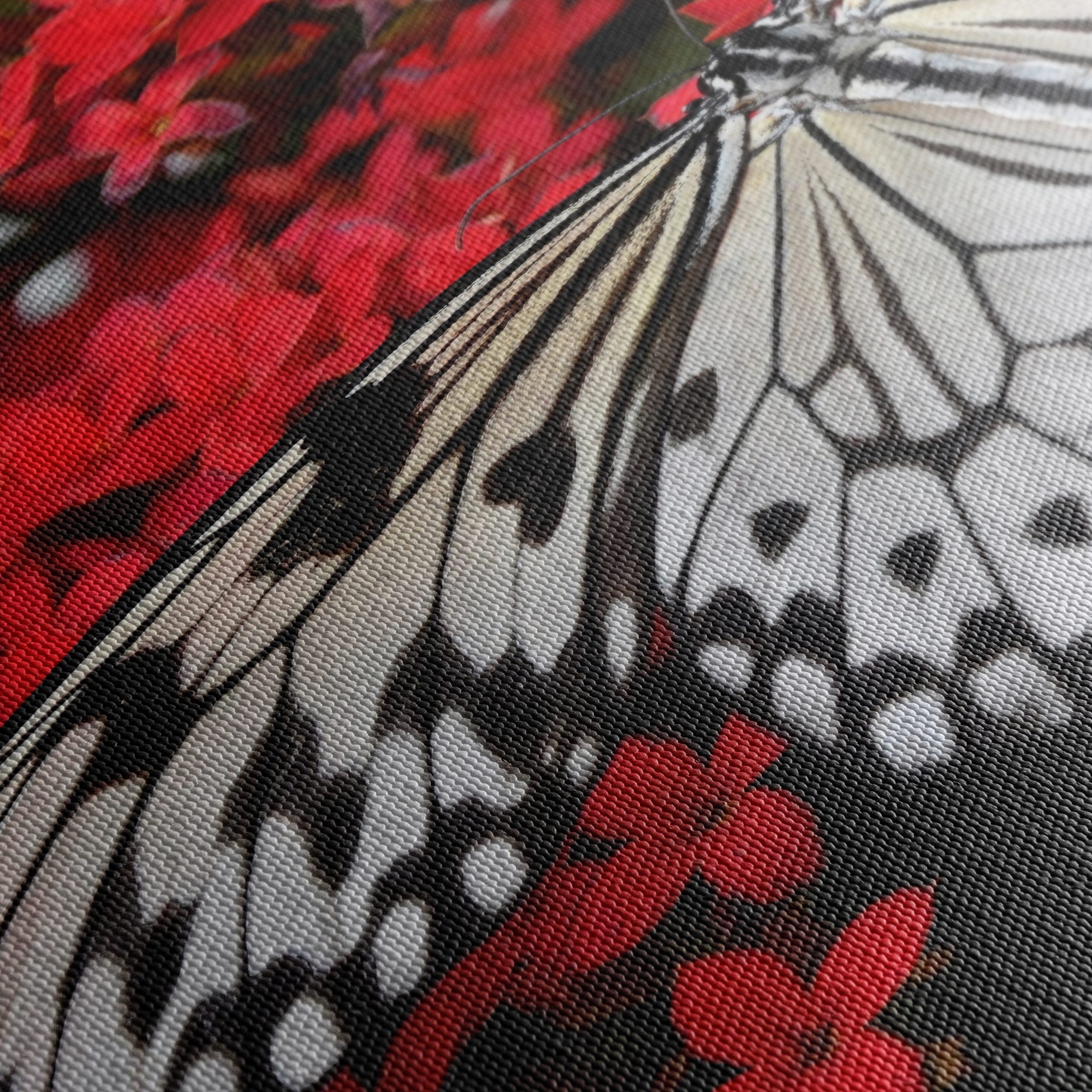 Stunning Butterfly on Vibrant Red Flowers - Image 5