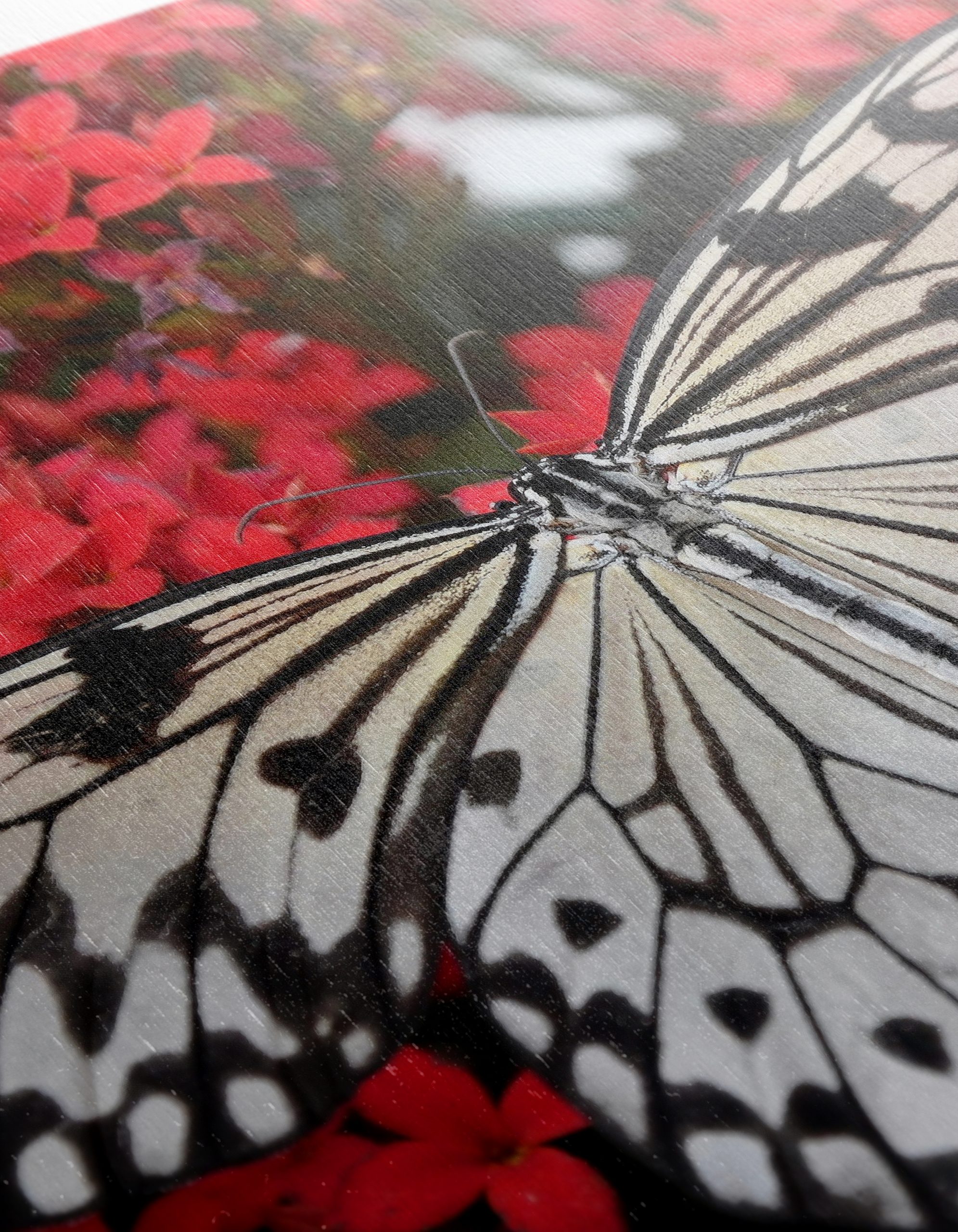 Stunning Butterfly on Vibrant Red Flowers - Image 12