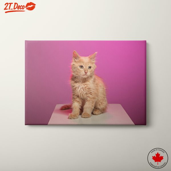 Playful Orange Cat Portrait with Pink Background