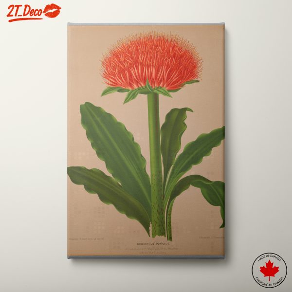 Vibrant Hemantus Puniceus Floral Art