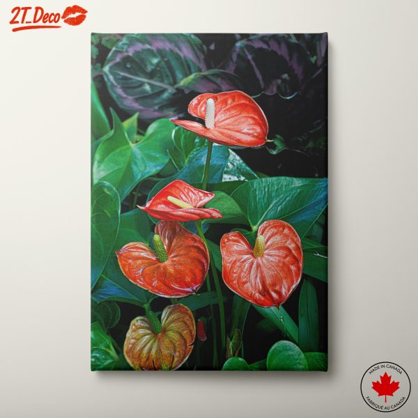 Vibrant Tropical Anthurium Flowers
