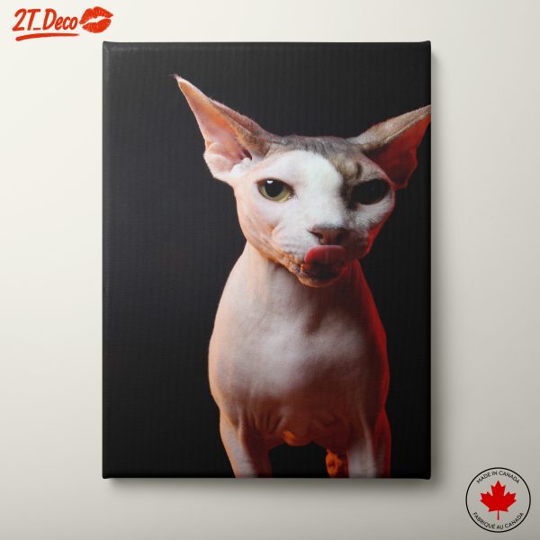Cute Sphynx Cat with Unique Expression
