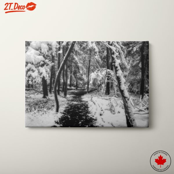 Winter Path Through Snowy Trees