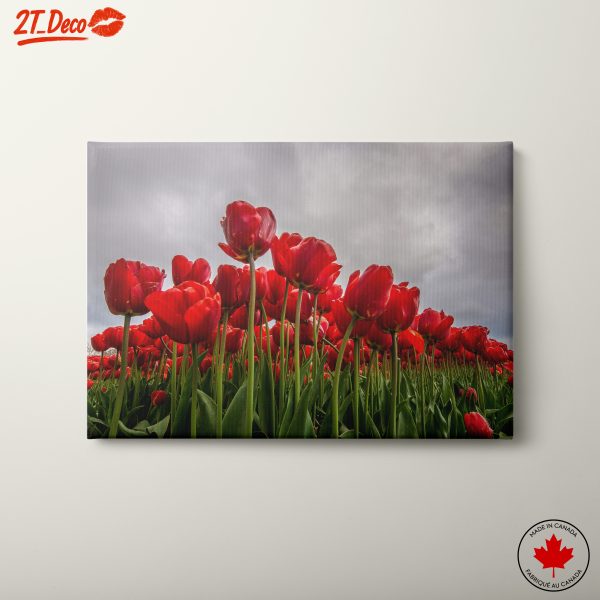 Stunning Red Tulips in Bloom