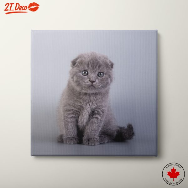 Cute Fluffy Kitten Wall Art
