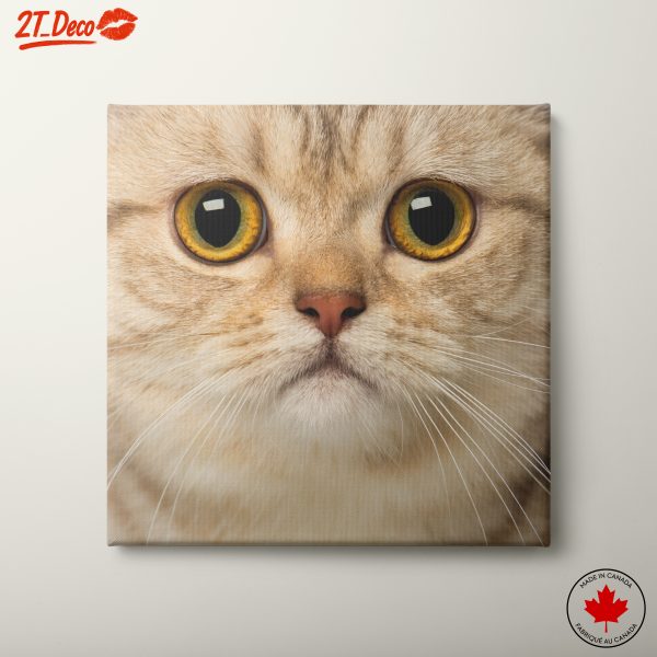 Close-Up Cat Portrait with Bright Eyes