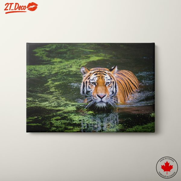Tiger Swimming in Natural Habitat