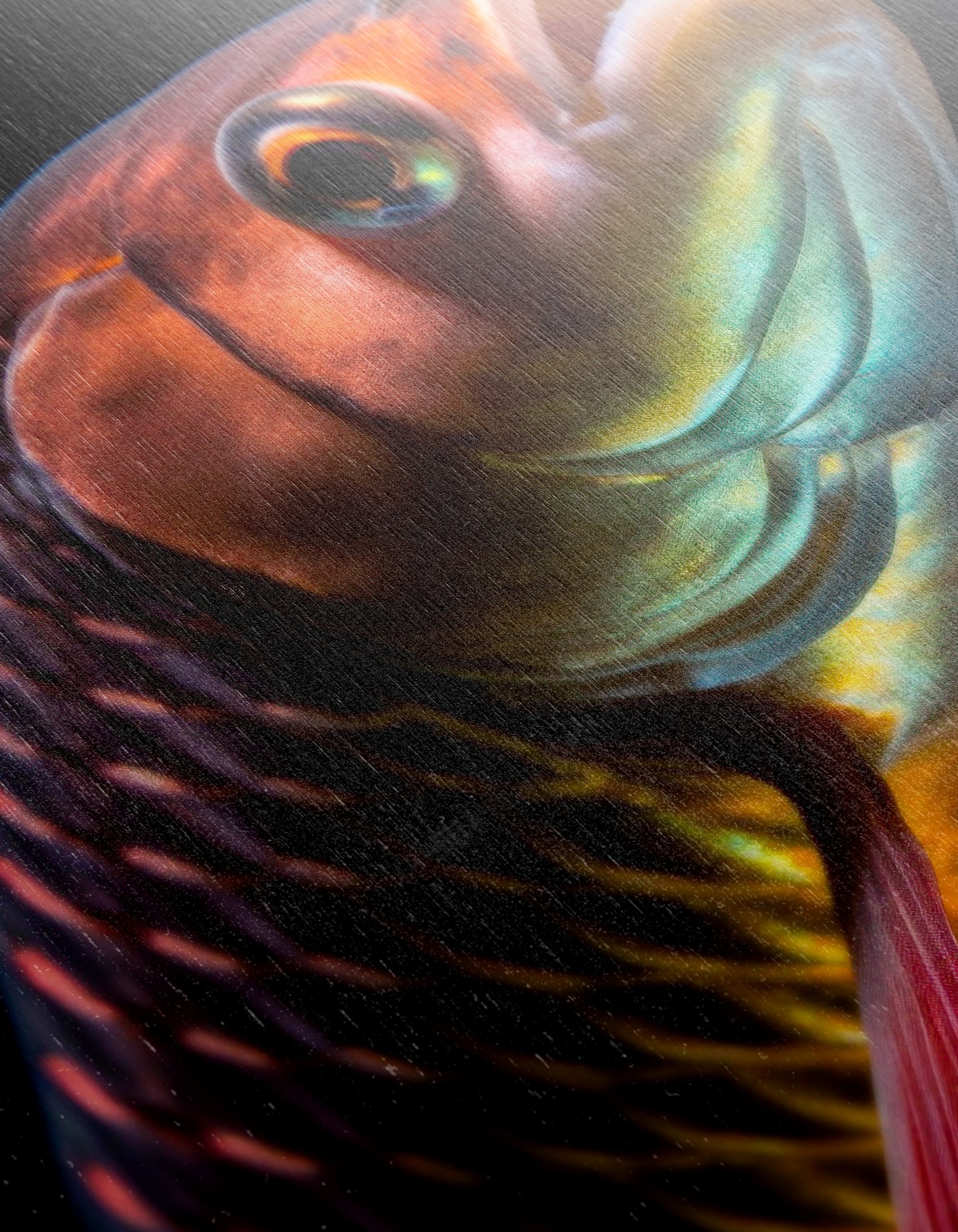 Vibrant Fish Portrait on Black Background - Image 12