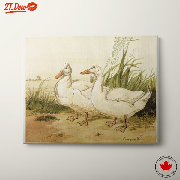Ducks Relaxing Near Water